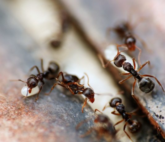 Как найти и уничтожить муравейник - Грин Бэлт — урожай под защитой Как найти и уничтожить муравейник.