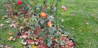 Как подготовить клумбы, деревья и кустарники к зиме: питание и защита почвы - Удобрения и средства защиты Как подготовить клумбы, деревья и кустарники к зиме: питание и защита почвы.