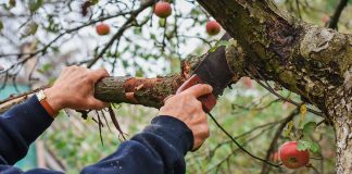 Как подготовить плодовые деревья к зиме - Удобрения и средства защиты Как подготовить плодовые деревья к зиме.