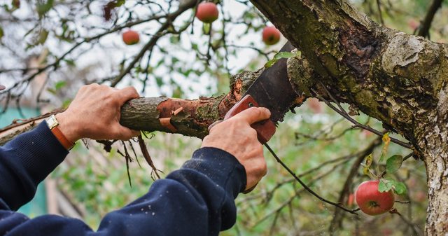 Как подготовить плодовые деревья к зиме.