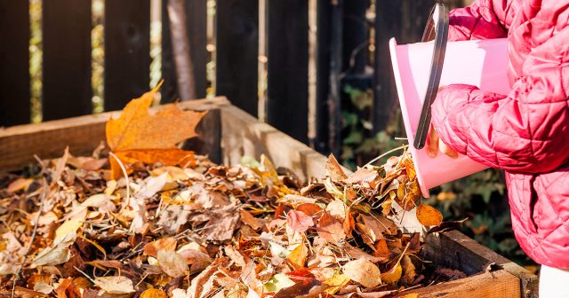 Поэтому всё это добро тщательно сгребаем и уносим в компостер, если признаков болезней в течение сезона не наблюдалось.