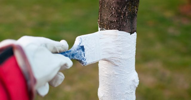 Если у вас зима не изобилует оттепелями с дождями и мокрым снегом, то качественная побелка простоит до весны и её не придётся обновлять перед февралём-мартом.