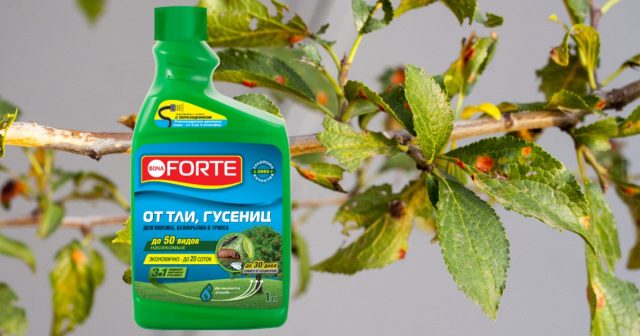 В конце августа или в начале сентября (после уборки урожая) деревья опрыскиваются средством от тли, гусениц и других насекомых Bona Forte.
