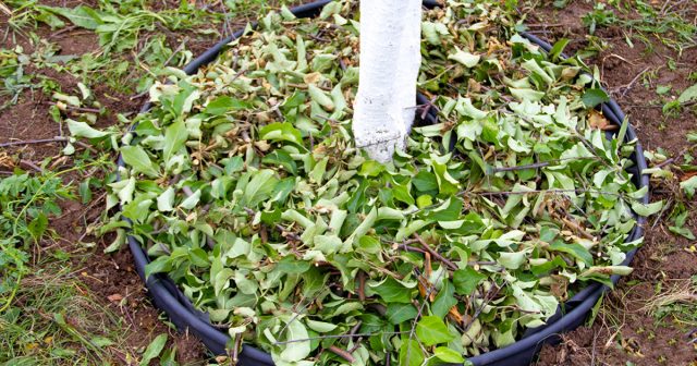 Мульчирование приствольных кругов очень эффективно против любых зимних погодных сюрпризов.