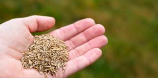 Как правильно посеять газон осенью? Пошаговая инструкция - АО «ГАРДЕН» Как правильно посеять газон осенью? Пошаговая инструкция.