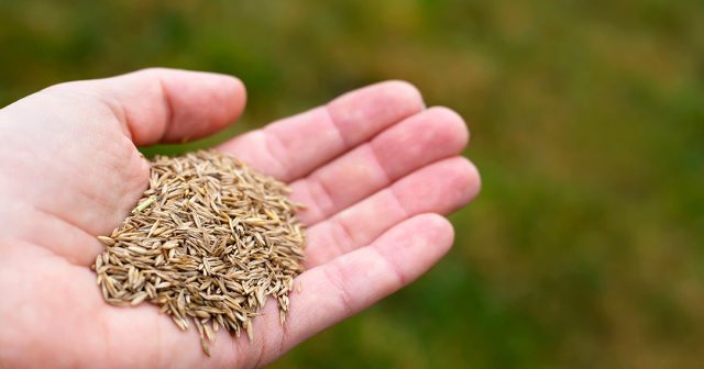 Как правильно посеять газон осенью? Пошаговая инструкция.