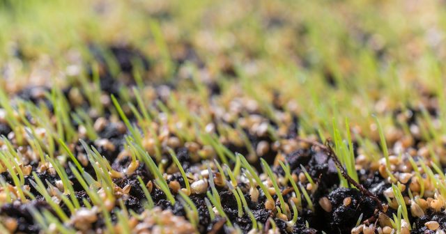 Обычный газон – это многолетний ландшафтный объект. То есть, предполагается, что все растения, из которых он состоит, спокойно зимуют и продолжают рост весной.