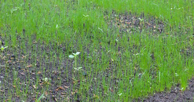 Если вы решили создать на участке новый газон, то не пропустите оптимальное время осенью. Осенние посевы зачастую намного сильнее весенних.