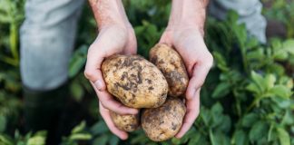 Как правильно собрать урожай картофеля — ChatGPT против эксперта - Сбор и хранение урожая Как правильно собрать урожай картофеля — ChatGPT против эксперта.