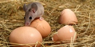 Как защитить птичник от нашествия грызунов.