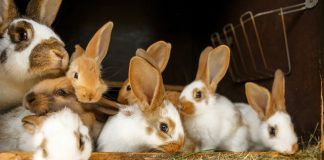 Кокцидиоз у кроликов: причины, лечение и профилактика - Животные Кокцидиоз у кроликов: причины, лечение и профилактика.