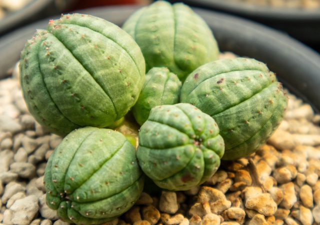 Тучный молочай (Euphorbia obesa) не обладает листьями и легко переживет существенную пересушку.