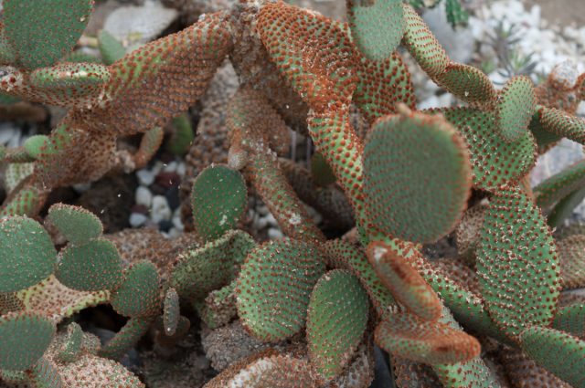 Любите поярче? Тогда обратите внимание на рыже-красную опунцию (Opuntia rufida) с "ржавыми" ёжиками игл.