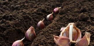 Лучшие сорта озимого чеснока.