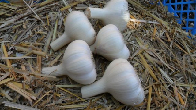 "Зубрёнок" - среднеспелый стрелкующийся озимый чеснок, рекомендованный для всех регионов, где возможно возделывание данной овощной культуры.