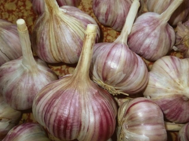 "Алькор" - стрелкующийся сорт, созревающий за 85-98 дней.