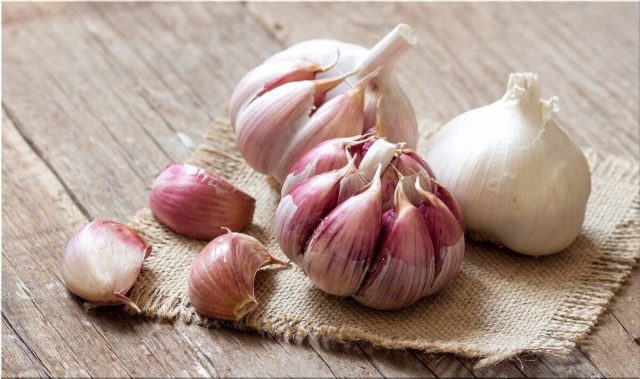 "Подмосковный" - стрелкующийся среднеспелый сорт.