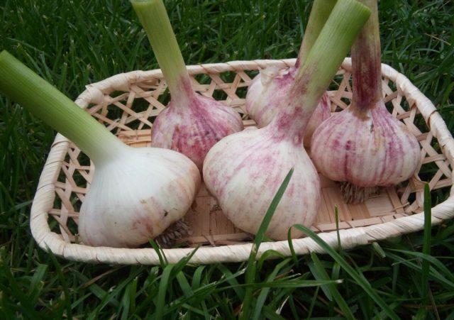 "Любаша" - растение среднего срока созревания с крупными (80-120 г) луковицами плоскоокруглой формы, состоящими из 5-7 зубков. 