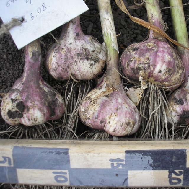 "Грибовский юбилейный" - один из лучших стрелкующихся среднеспелых (ближе к среднепоздним) сортов.