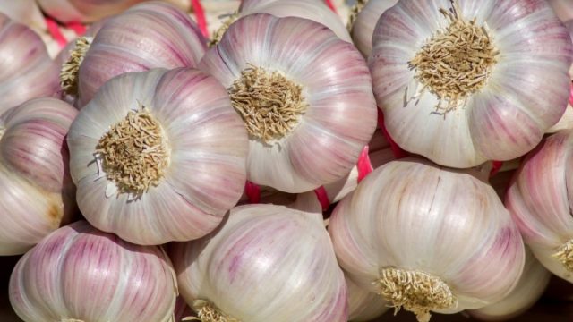 "Добрыня" - позднеспелый стрелкующийся сорт, подходящий для большинства регионов России.