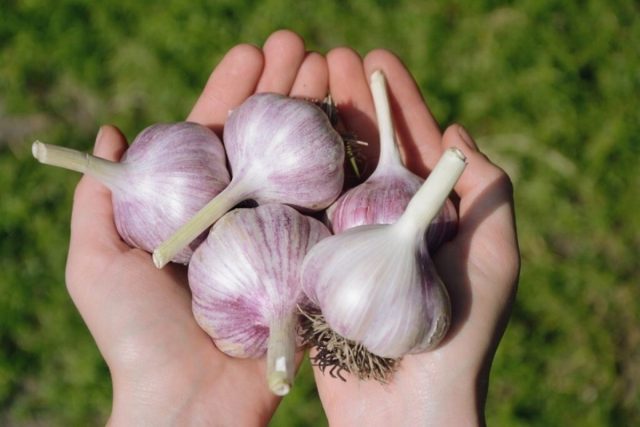 "Надёжный" - полностью оправдывает своё название, так как хорошо растёт от западных до восточных границ нашей страны, не боится морозов, приносит стабильно высокие урожаи, да ещё и долго хранится, до 11 месяцев.