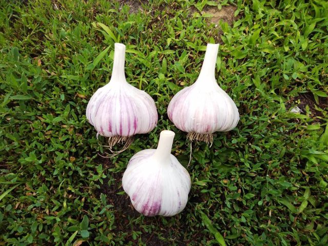 "Широколистный 220" - один из немногих нестрелкующихся озимых чесноков.