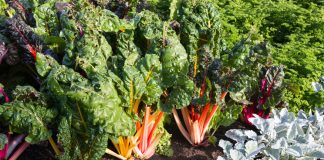 Неочевидная осенняя зелень — рецепты вкусных заготовок на зиму.