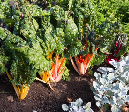 Неочевидная осенняя зелень — рецепты вкусных заготовок на зиму.