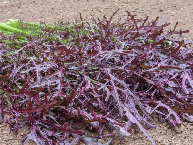 Крупнолистные восхищают огромными лопушистыми волнистыми листьями, "Мэй Лин" - листвой не по-горчичному резной и ажурной.