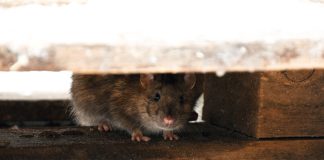 Неожиданные укрытия грызунов: куда от вас прячутся крысы и мыши - Блоги компаний Неожиданные укрытия грызунов: куда от вас прячутся крысы и мыши.