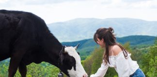 Опасны ли коровы — как вести себя рядом с животным? - Коровы, быки и другой крупный рогатый скот Опасны ли коровы — как вести себя рядом с животным.