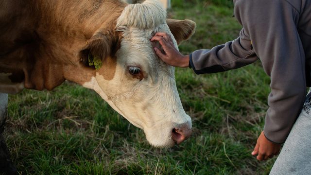 Всегда, когда это возможно, соблюдайте безопасную дистанцию. Это нужно для того, чтобы была возможность среагировать, если вдруг корова напугается или решит поиграть с вами.