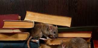 Осенняя миграция грызунов — как защитить свой дом.