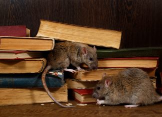 Осенняя миграция грызунов — как защитить свой дом.