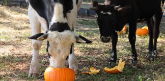 Зачем вашим животным кабачок и тыква в рационе? Вся правда о пользе и вреде - Козы, овцы и другой мелкий рогатый скот Зачем вашим животным кабачок и тыква в рационе? Вся правда о пользе и вреде