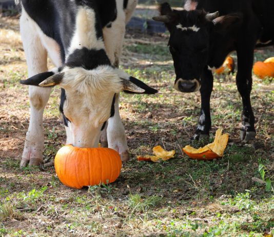 Зачем вашим животным кабачок и тыква в рационе? Вся правда о пользе и вреде