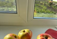 Помогите определить сорт яблони