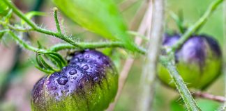 Что роса делает с вашими растениями — помощь или скрытая угроза? - Бахчевые культуры Что роса делает с вашими растениями — помощь или скрытая угроза?