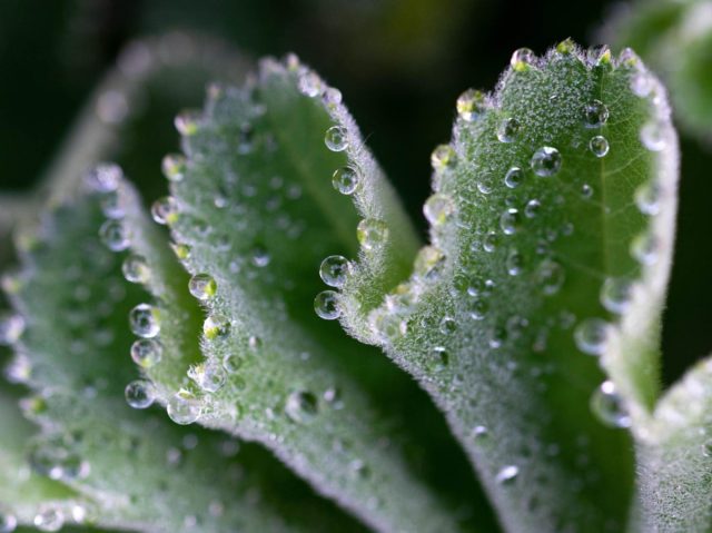 Долгое время считалось, что растения получают влагу исключительно из почвы и ответственность за этот процесс лежит на тоненьких всасывающих корешках. Долгое время считалось, что растения получают влагу исключительно из почвы и ответственность за этот процесс лежит на тоненьких всасывающих корешках.