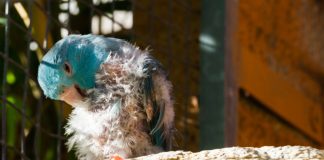 Почему попугаи выщипывают себе перья?