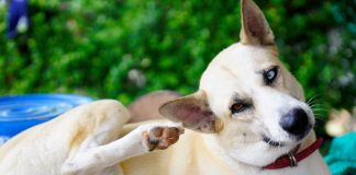 Почему собака трясёт ушами и головой — все причины зуда.