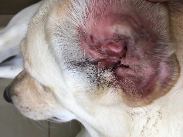 Часто отит развивается из-за отсутствия лечения всех перечисленных выше болезней и проблем. Часто отит развивается из-за отсутствия лечения всех перечисленных выше болезней и проблем.