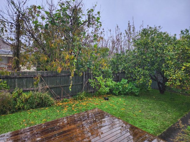 Застой воды приводит к таким заболеваниям, как корневая гниль, из-за недостаточного доступа воздуха к корням.