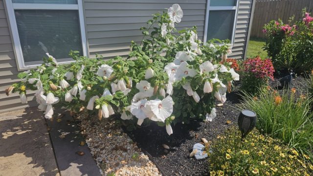 Из-за ветров и проливных дождей нередко ломаются стебли, отрываются листья или растения падают целиком.