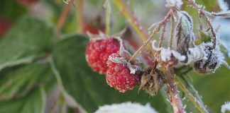 Простые правила ухода за малиной осенью — подготовка к будущему сезону - Удобрения и средства защиты Простые правила ухода за малиной осенью — подготовка к будущему сезону.