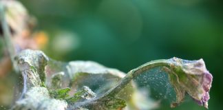 Растительноядные клещи — главная опасность сада и огорода осенью.