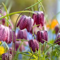 Рябчик шахматный (Fritillaria meleagris)