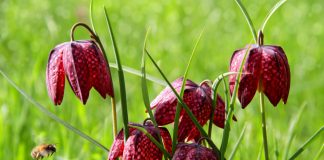 Сажаем рябчики: всё о выборе луковиц, сроках и правилах посадки