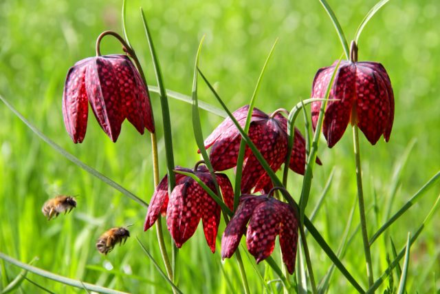 Сажаем рябчики: всё о выборе луковиц, сроках и правилах посадки