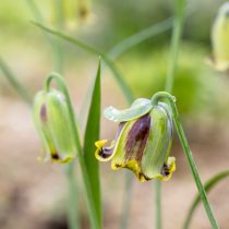 Рябчик иглолепестный (Fritillaria acmopetala)